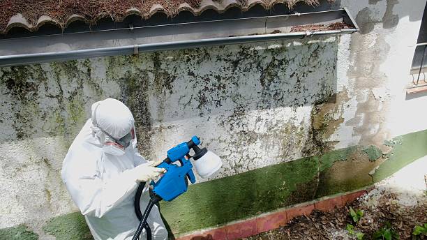 Trusted Attic Mold Removal service in Chester, IL - Cheap Mold Removal